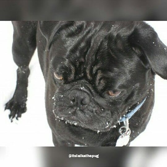 Post 6 by LAIKA THE PUG 🐶🥧🥧 on Instagram (image)