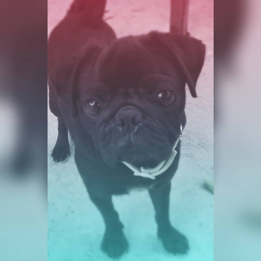 Post 8 by LAIKA THE PUG 🐶🥧🥧 on Instagram (image)
