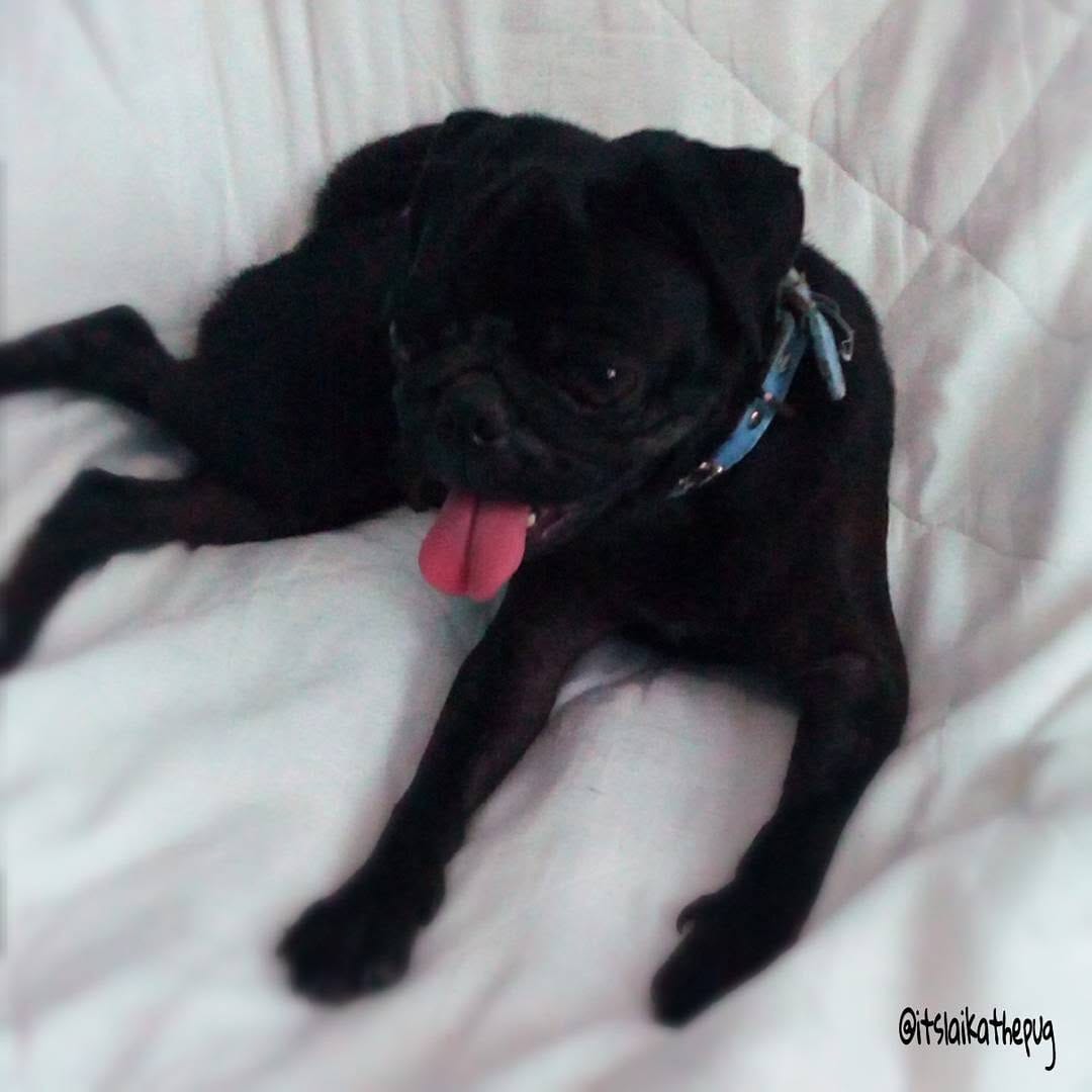 Post 10 by LAIKA THE PUG 🐶🥧🥧 on Instagram (image)