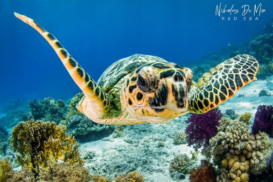 Post 4 by Nicholas De Min on Instagram (image)