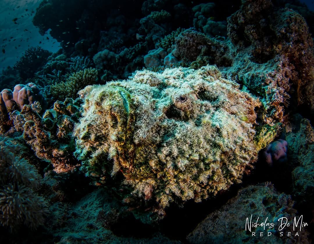 Post 8 by Nicholas De Min on Instagram (image)