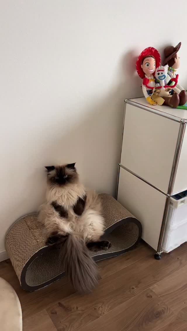Post 7 by plume(プリュム) on Instagram (video)