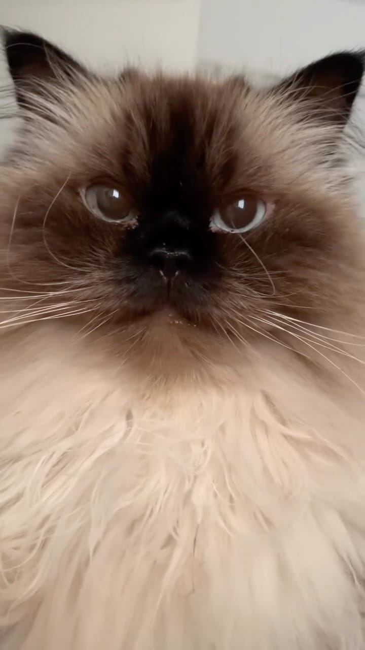 Post 5 by plume(プリュム) on Instagram (video)