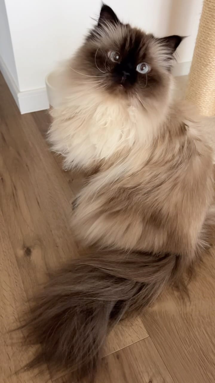 Post 6 by plume(プリュム) on Instagram (video)