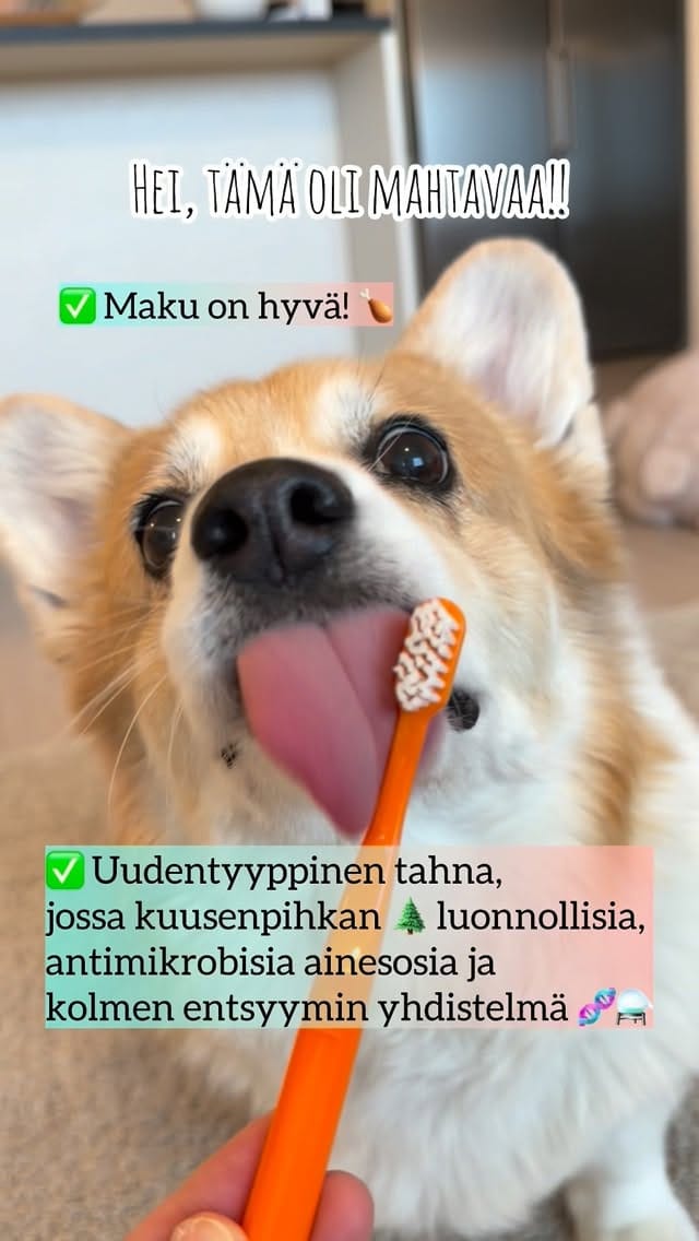 Post 4 by 🐾Foxy🐾 || FINLAND on Instagram (video)