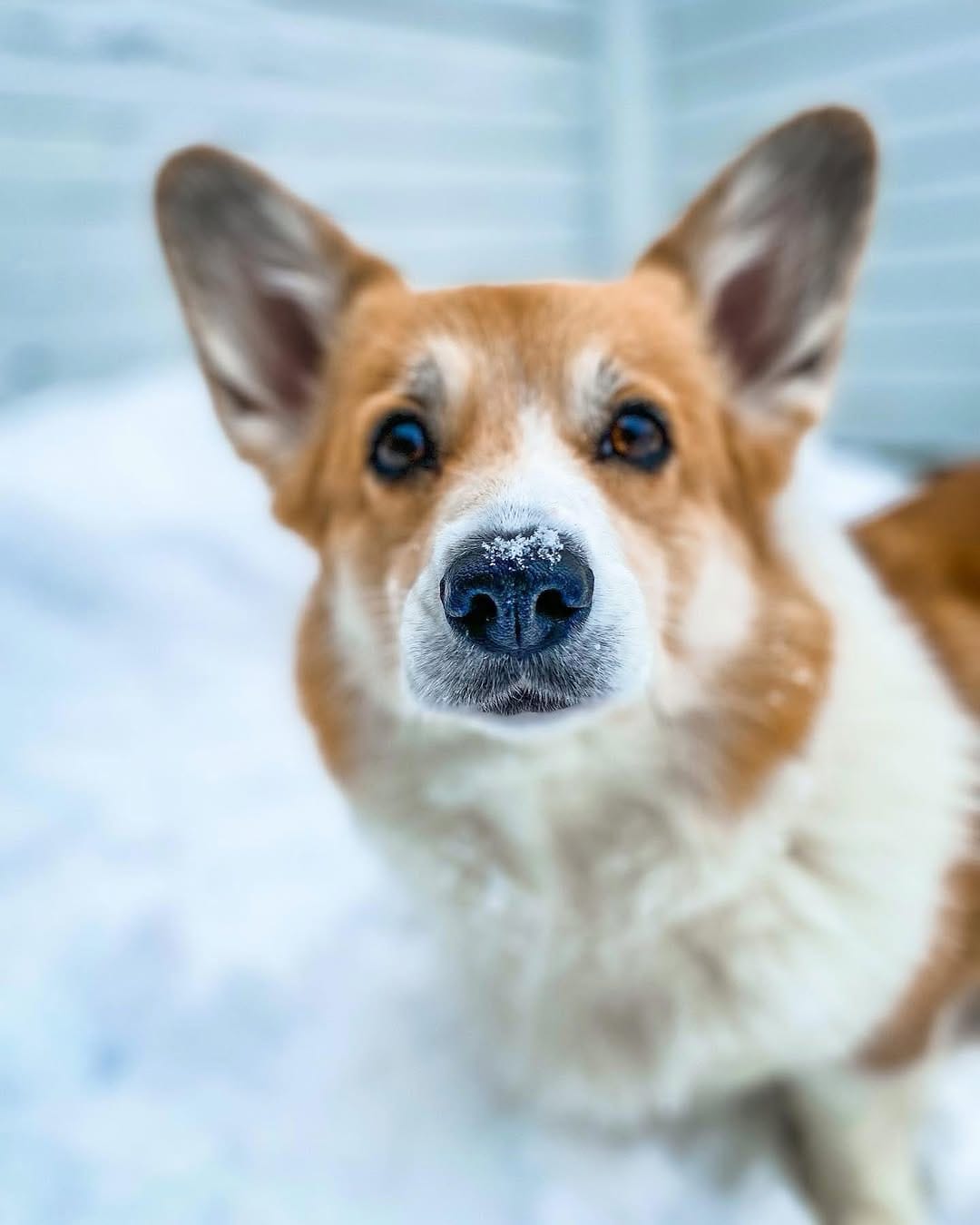 Post 6 by 🐾Foxy🐾 || FINLAND on Instagram (image)