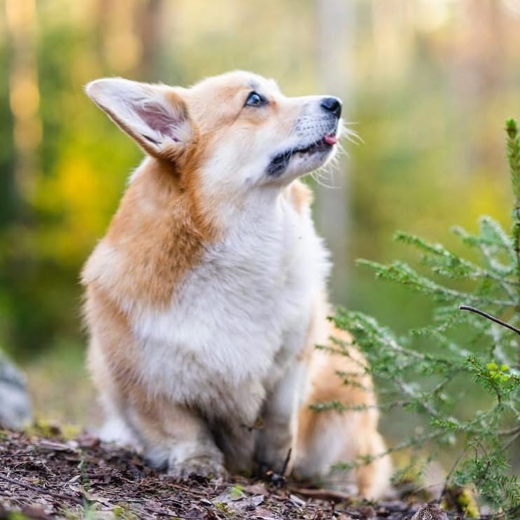 Post 3 by 🐾Foxy🐾 || FINLAND on Instagram (image)