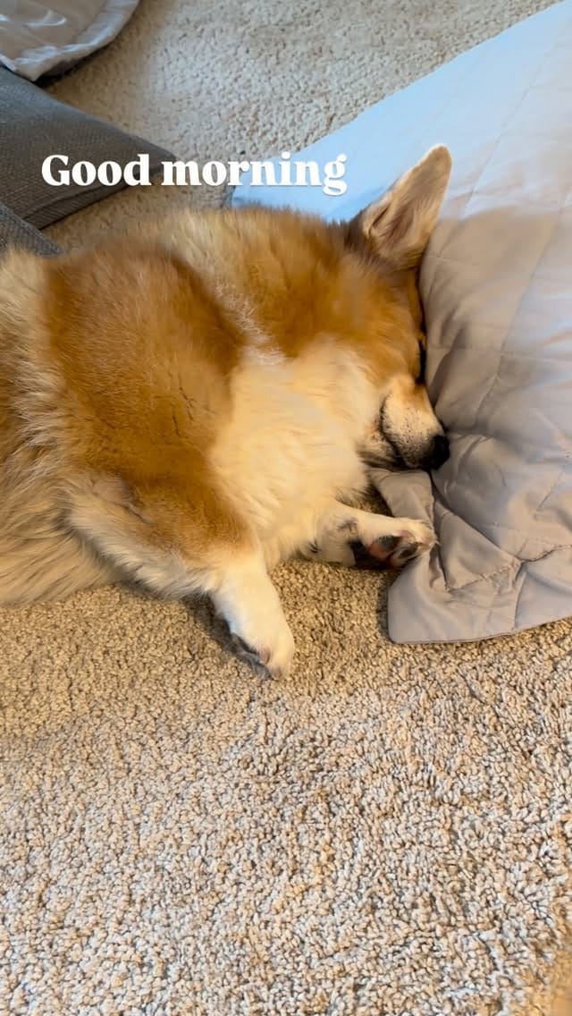 Post 8 by 🐾Foxy🐾 || FINLAND on Instagram (video)