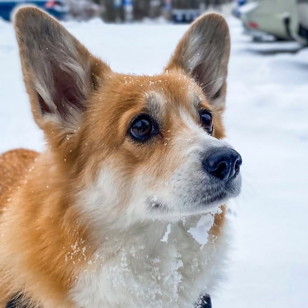 Post 7 by 🐾Foxy🐾 || FINLAND on Instagram (image)