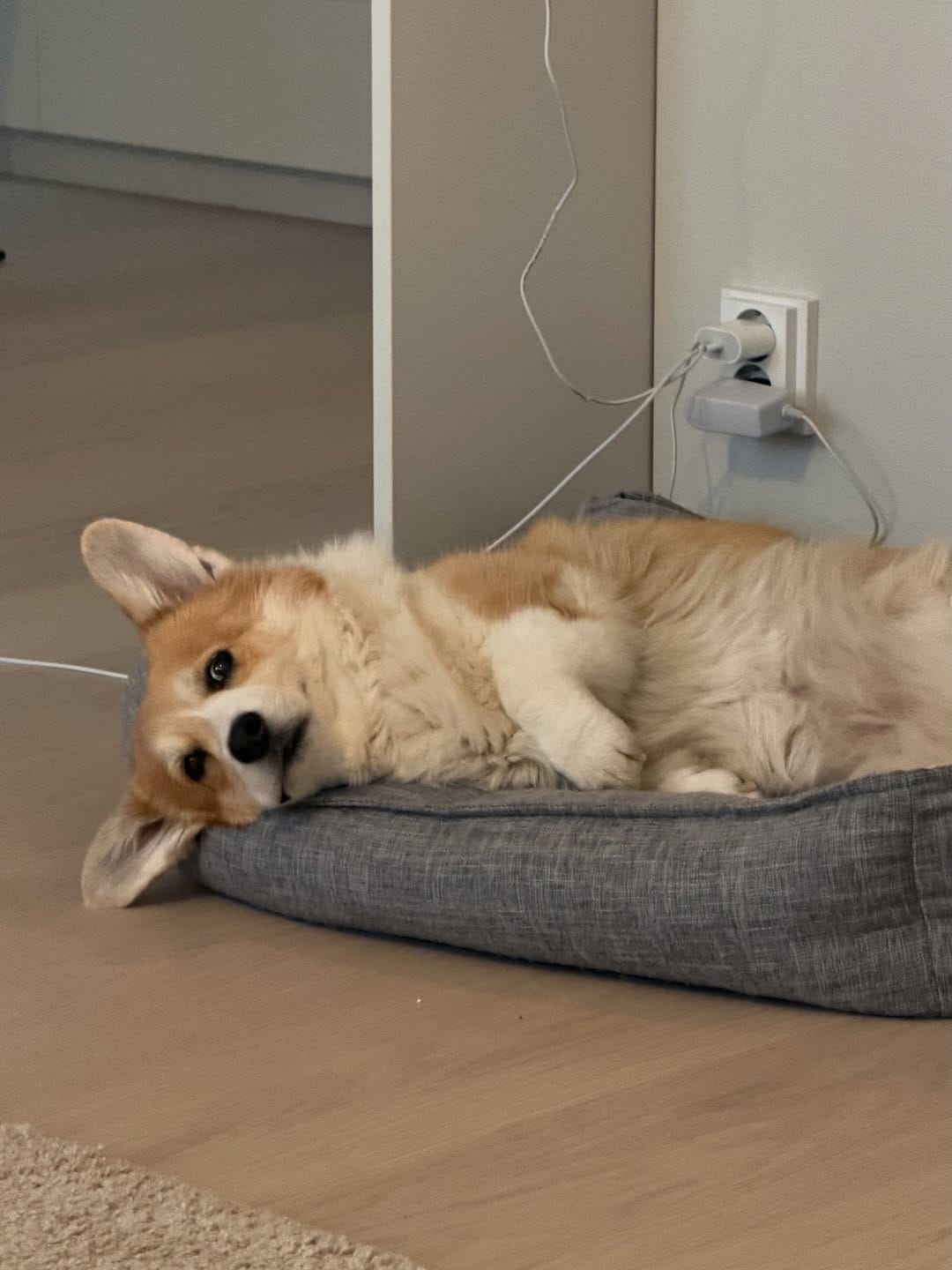 Post 5 by 🐾Foxy🐾 || FINLAND on Instagram (image)