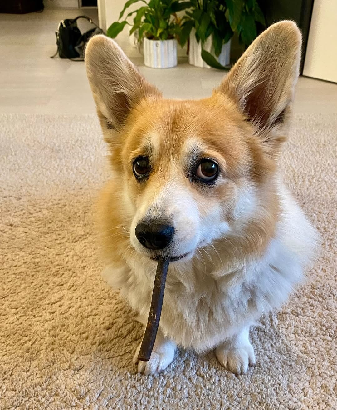 Post 10 by 🐾Foxy🐾 || FINLAND on Instagram (image)
