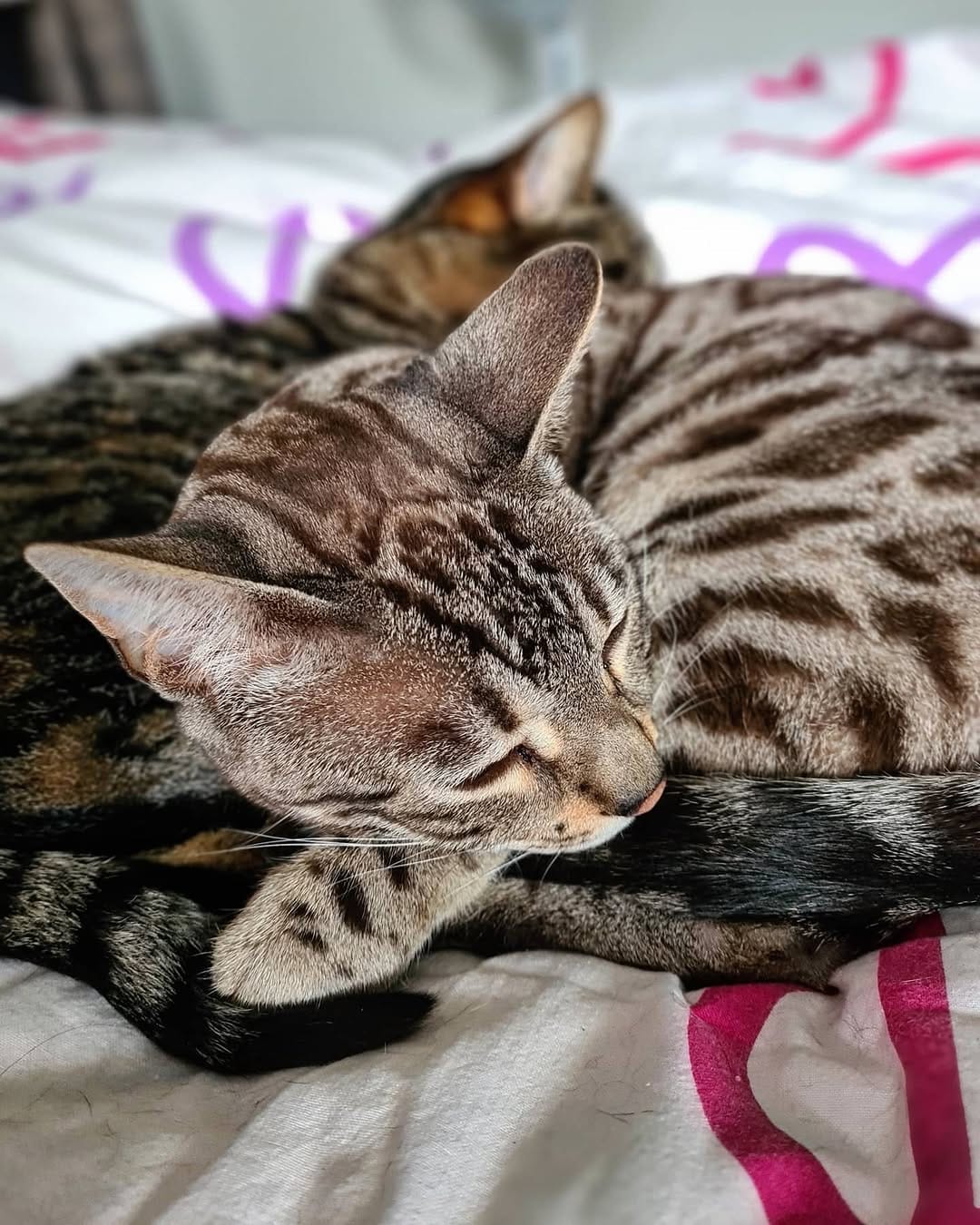 Post 10 by Cat duo on adventures on Instagram (image)