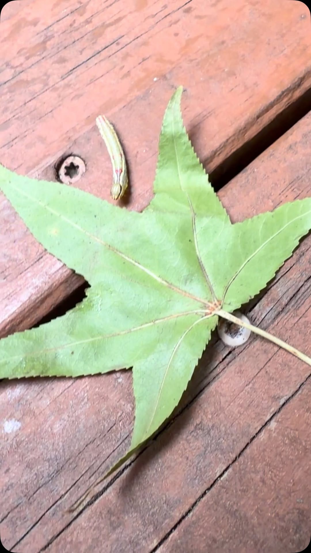 Post 6 by Karen Marie Waldrup on Instagram (video)