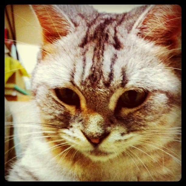 Post 4 by @cjliu on Instagram (image)